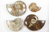 Lot: Lbs Polished Ammonite Fossils - Pieces #76998-1
